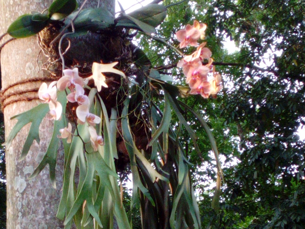 Anggrek-10-IMG_20180412_163246