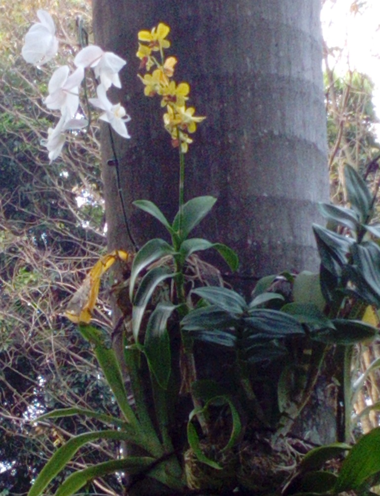 Anggrek-11-IMG_20180412_163339