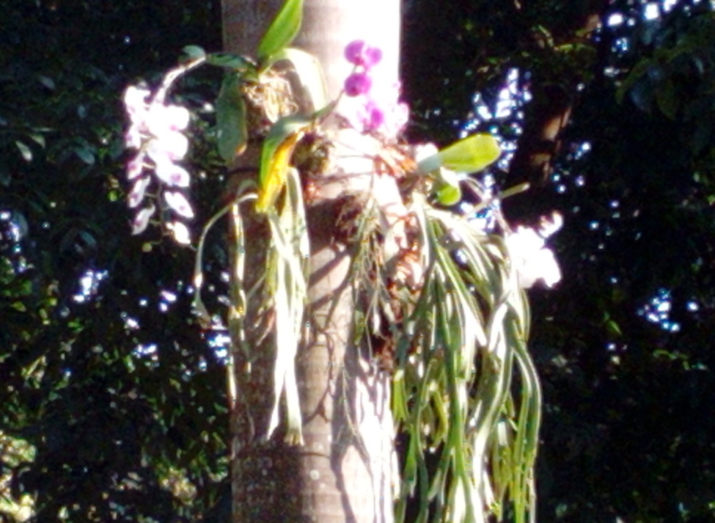 Anggrek-2-IMG_20180410_071309