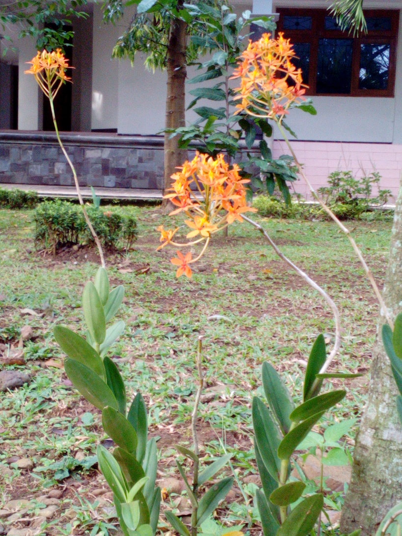 Anggrek-3-IMG_20180412_065753