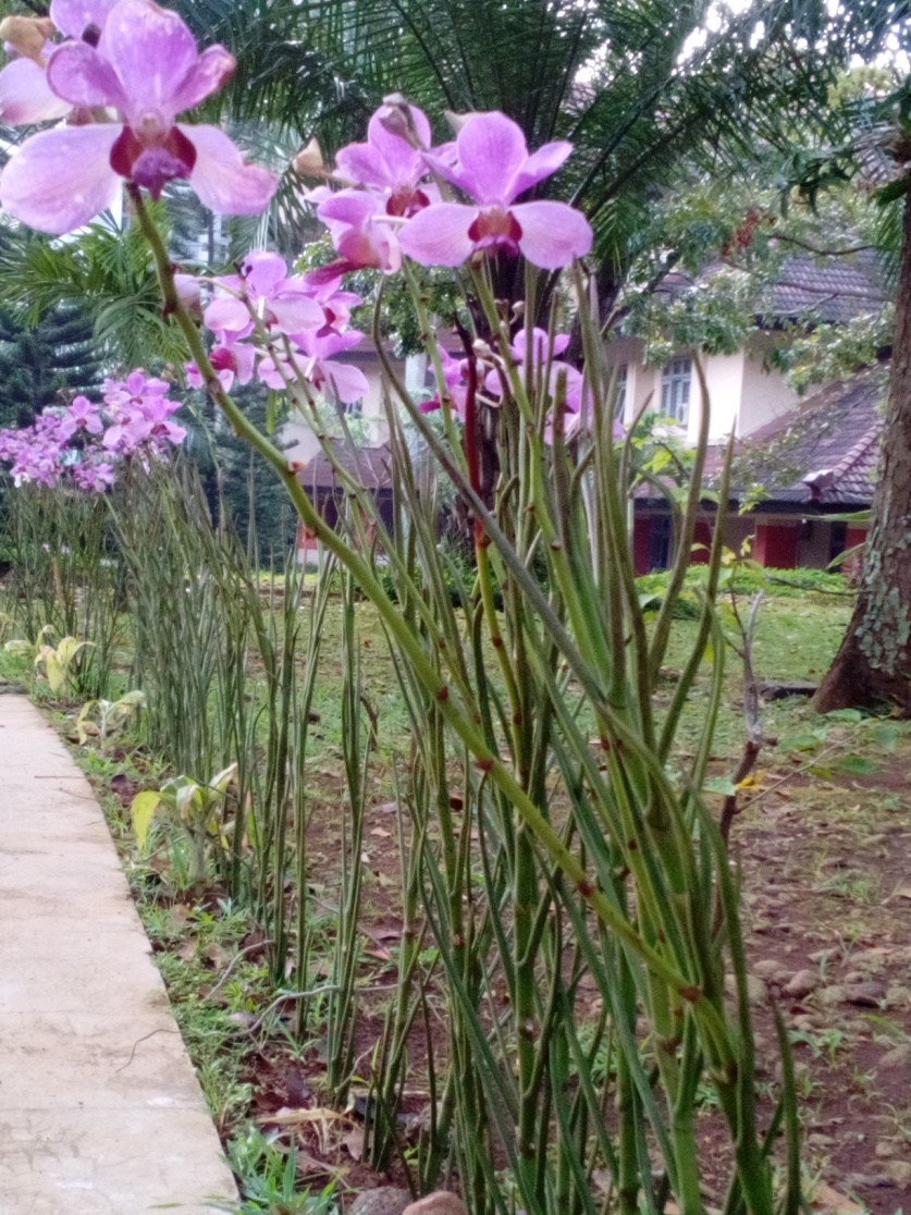 Anggrek-4-IMG_20180412_065805