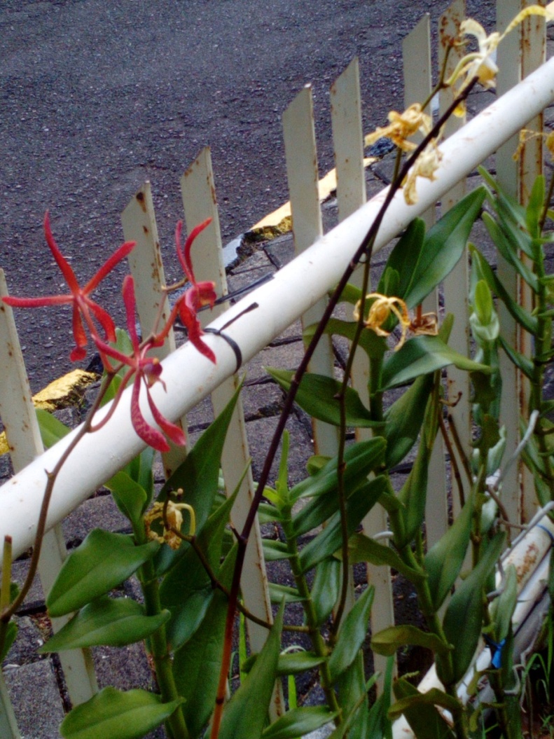 Anggrek-5-IMG_20180412_065842