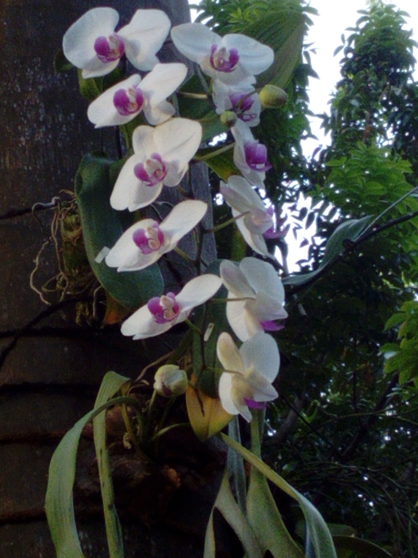 Anggrek-6a-IMG_20180412_163125