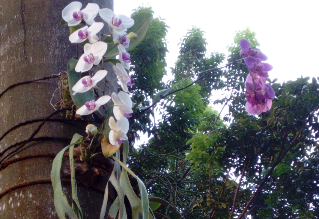 Anggrek-7-IMG_20180412_163140