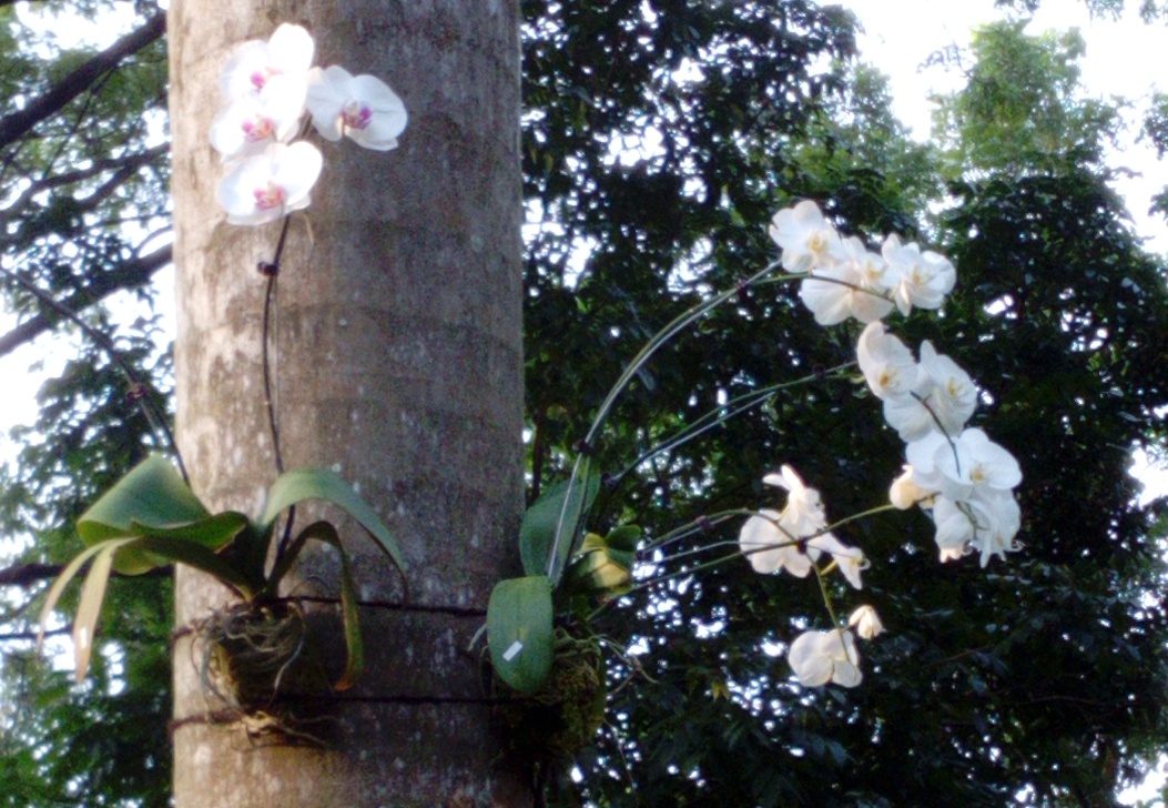 Anggrek-9-IMG_20180412_163226