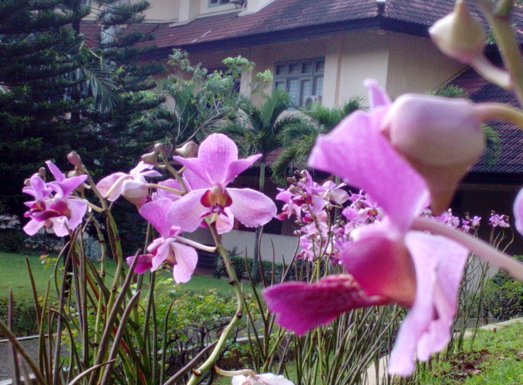 Anggrek-UNNES-IMG_20180410_071341