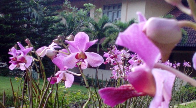 Beberapa Jenis Anggrek Diseputar Rektorat Kampus UNNES Sekaran | Lagu Setangkai Anggrek Bulan