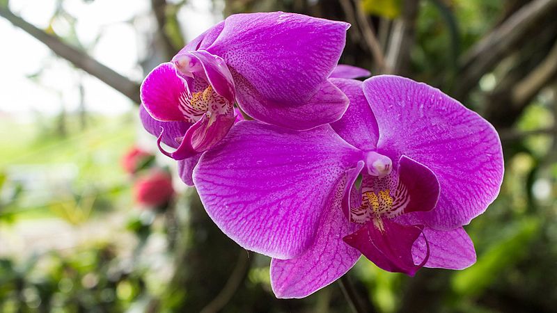 Anggrek_Bulan_Ungu_(Phalaenopsis_amabilis)_wiki