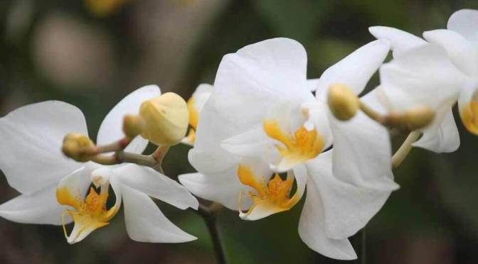 Bunga untuk Ibuku | 25, Cerbung Tien Kumalasari