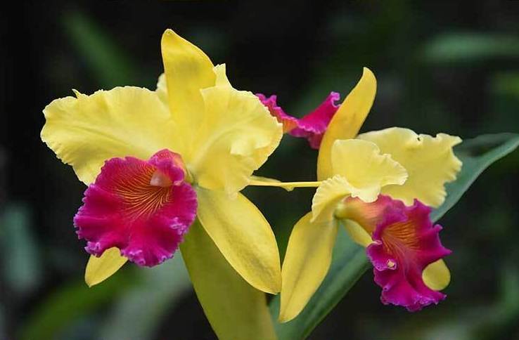 Tanaman-Hias-Jenis-Bunga-Anggrek-Cattleya