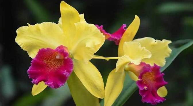 Bunga untuk Ibuku | 24, Cerbung Tien Kumalasari