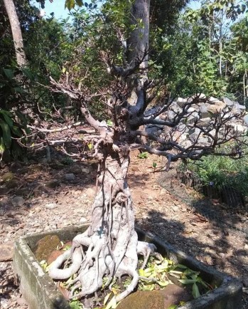 Tanaman Bonsari Marsudi 20180628.jpg