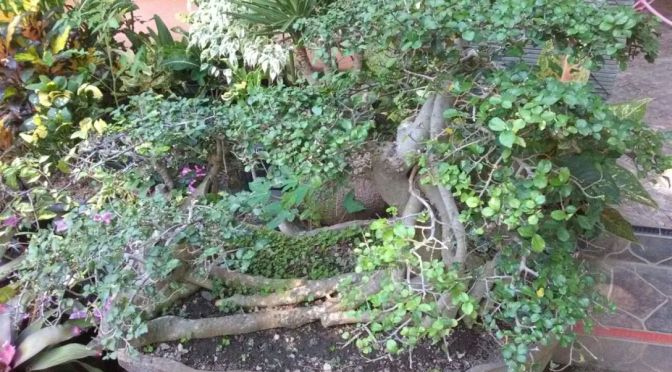 Hidup Sederhana, Hidup Secukupnya, Untuk Membuat Hidup Kita Lebih Baik | Pelita Kehidupan