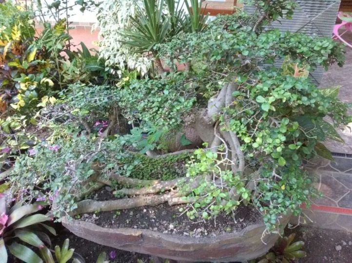 bonsai-tanaman-hias-20180628 at 222914-Marsudi