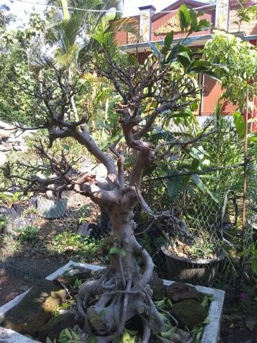 Bonsai-Marsudi-teras-2018-06-28