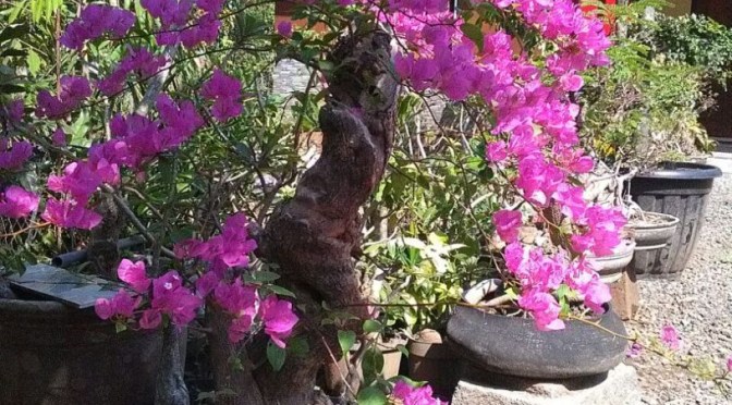 Lirik Lagu Nasibmu Nasibku Pop Iis Sugianto MP3