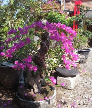 tanaman-hias-Bunga-Bonsai-marsudi-2018-06-28