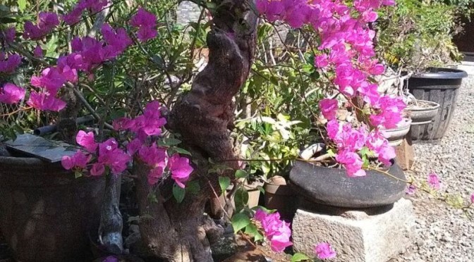 Cara Menanam Bonsai dan Merawatnya dari yang Sederhana