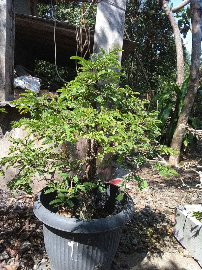 bonsai-marsudi-2018-06-28B