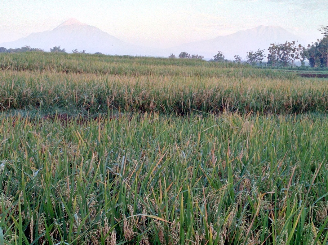 a_Padi-menguning-gunung-Boyolali-Teras-IMG_20180617_060320