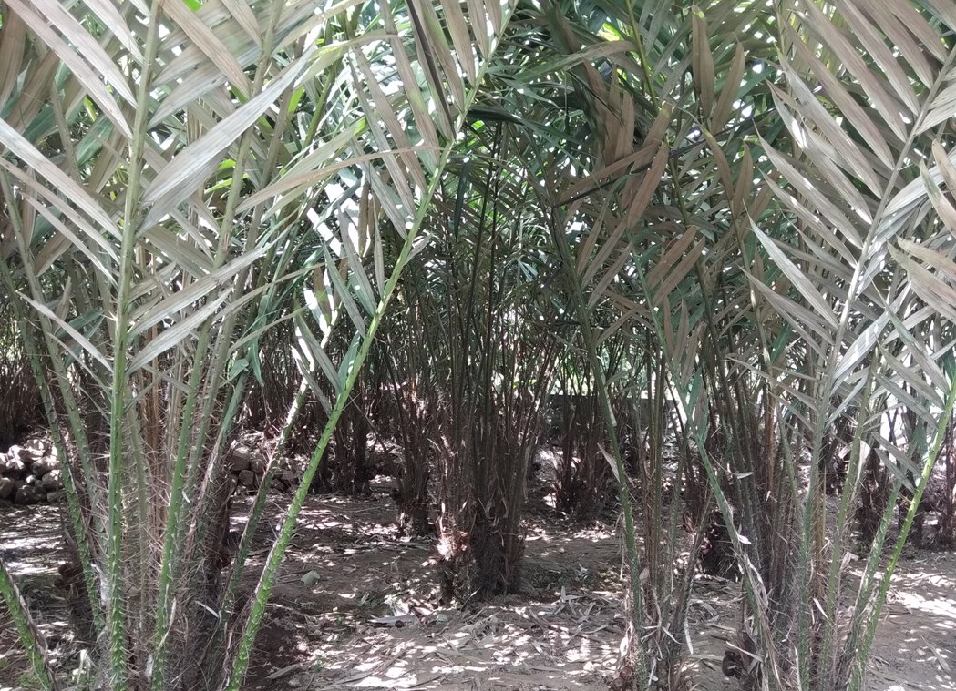 a_Pohon_Salak_pondoh_sleman_IMG_20180715_113136