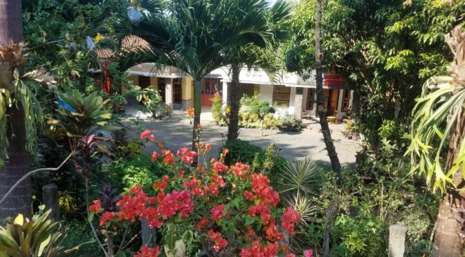 Inilah Bonsai dan Bunga yang di Cari, Ada di Solo Raya (Teras Boyolali) Kebun Bunga Marsudi