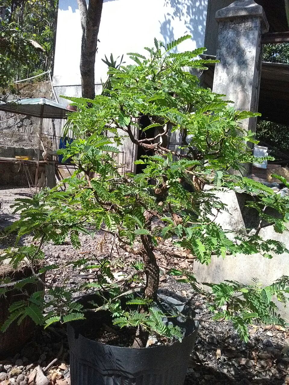 bonsai-asem-jawa-1300k-2018-07-11 at0225293
