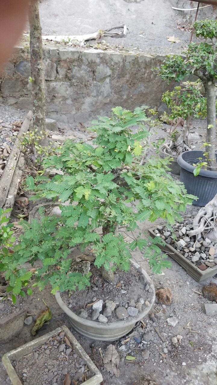 bonsai-asem-jawa-750k-2018-07-12 at062529