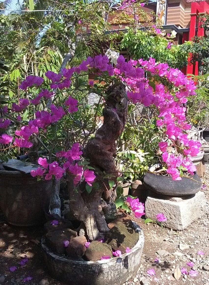 bonsai-bougenfil-580k-2018-07-11 at022201