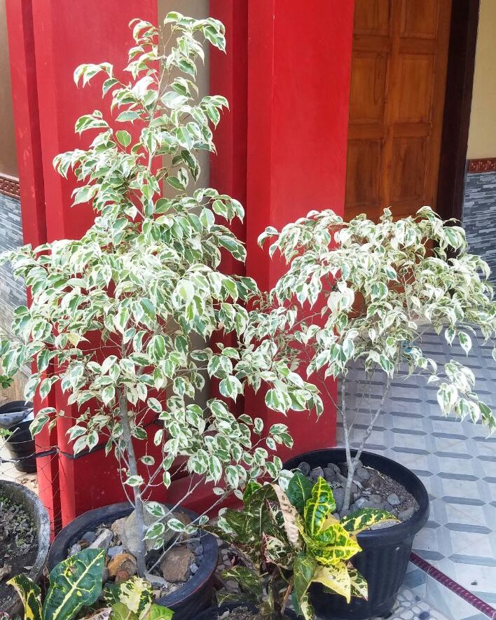 bonsai-ringin-putih-150k-2018-07-11at012420