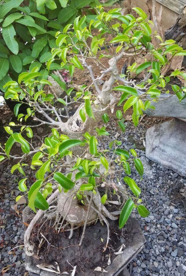 bonsai-ringin-sungsang-500k-2018-07-11 at020325