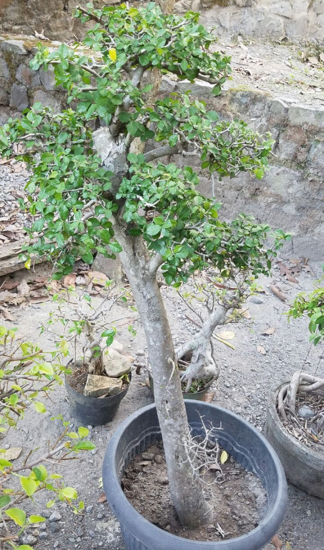 bonsai-serut-taman-450k-2018-07-11 at02.26.46 at2