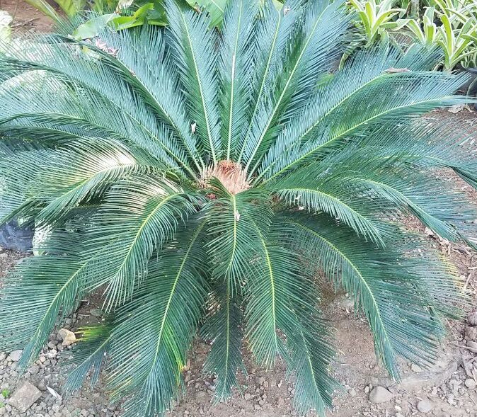 bonsai-sikas-550k- 2018-07-11 at 022001