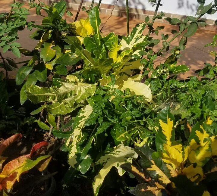 Bunga-03-20180712 at 130352