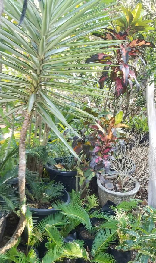 Bunga-23-20180712 at 153940