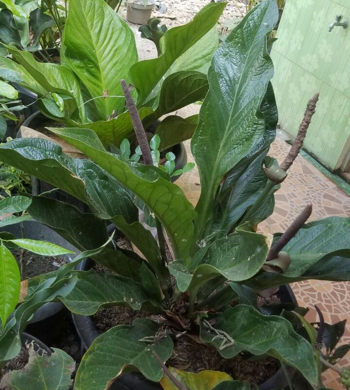 Bunga-26-Gelombang-Cinta-20180712 at 160341