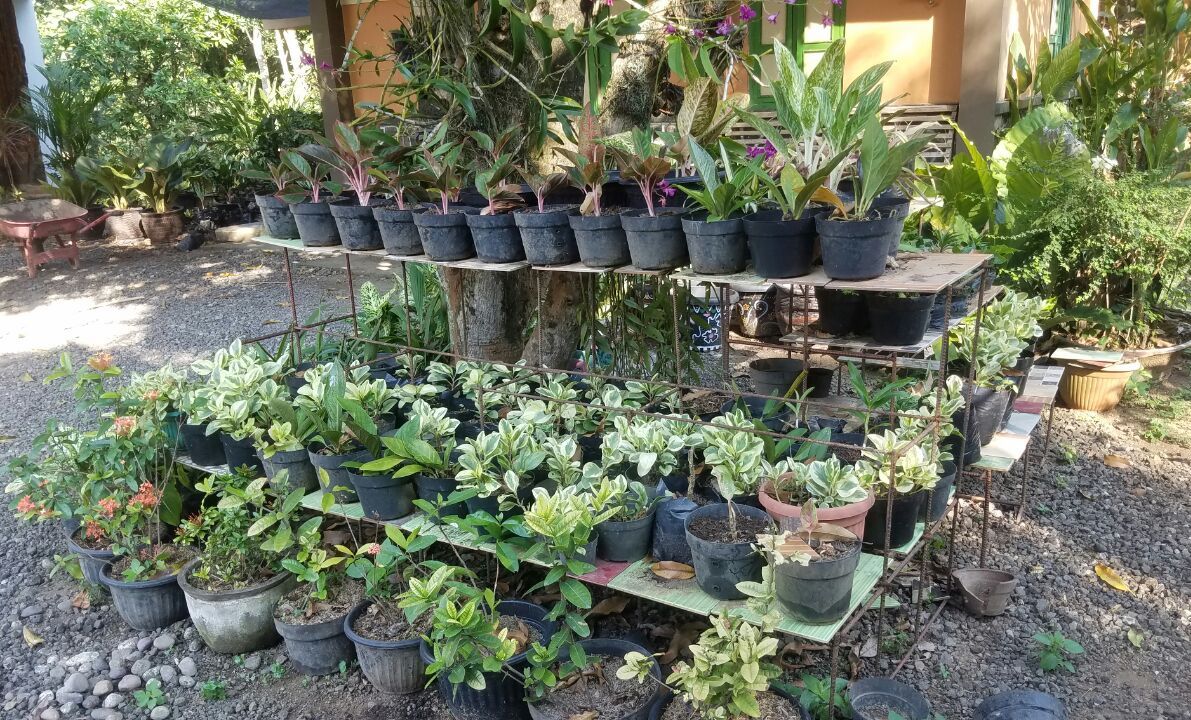 Bunga-35-aneka-20180712 at 170711