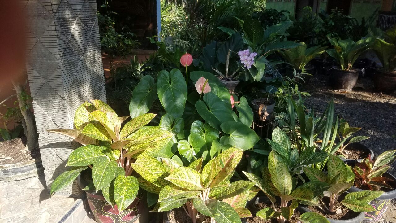 bunga-antarium-keladi