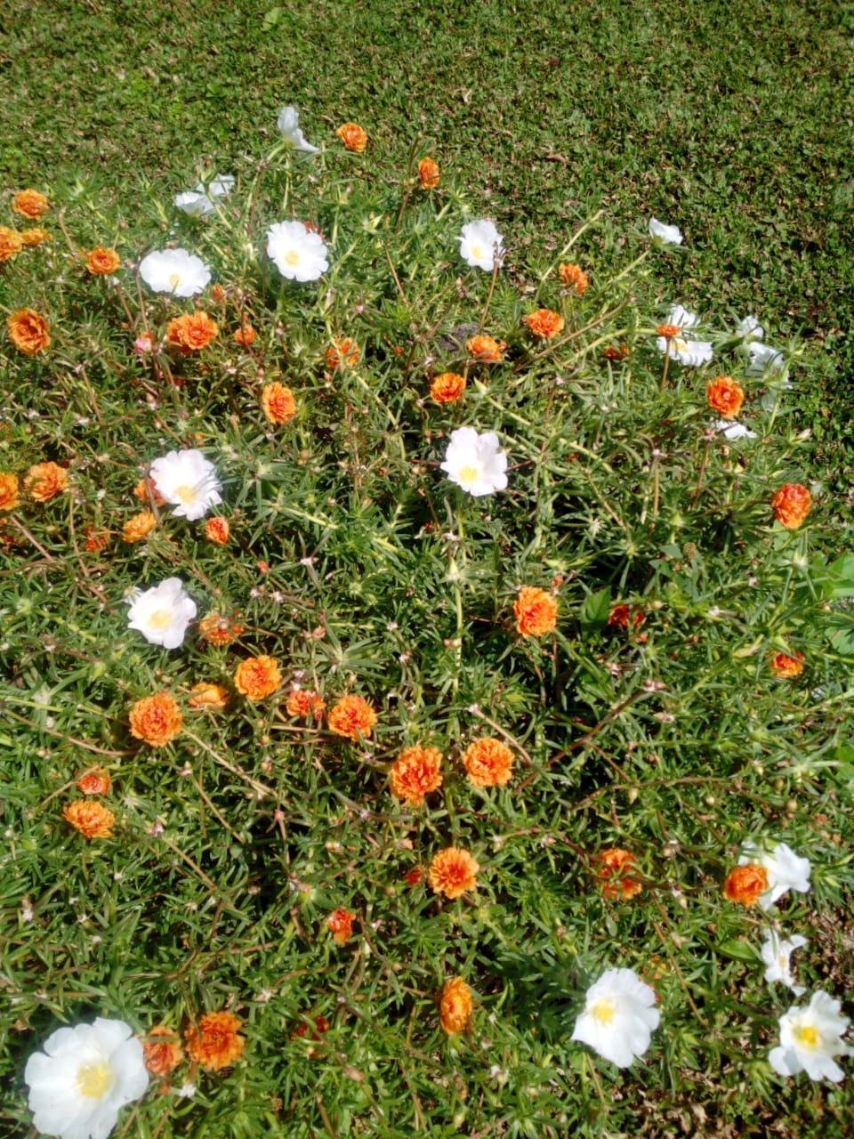 bunga-krokot-ilat-cecak-ilat-pitik