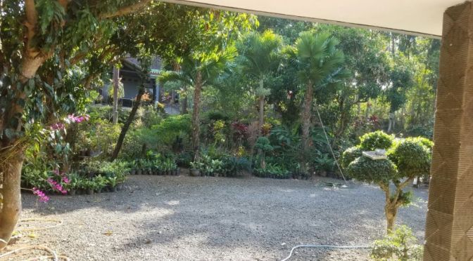 Aneka Bunga Tersedia di Kebun Bunga Bonsai Marsudi Tawangsari Teras, Boyolali Solo Raya