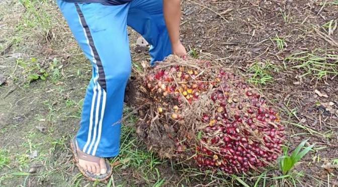 Kelapa Sawit Bahan Minyak Goreng Inilah dapat menjadi Sarana Latihan Beban