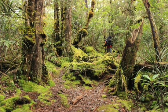 hutan-lumut-latimojong