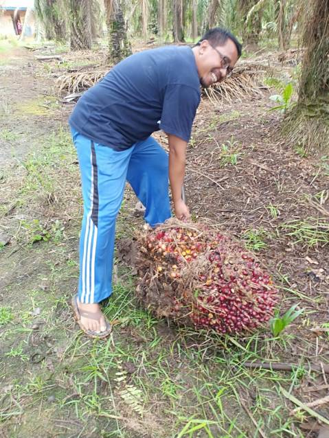 kelapa_sawit_20180826 at 100037