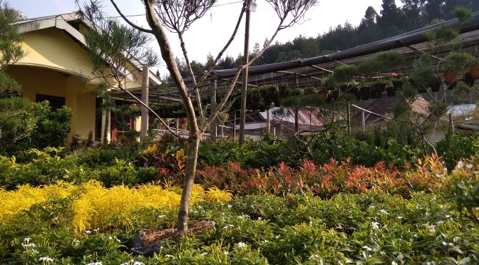 Nurul Galeri Tanaman Hias dan Bunga, Tawangmangu Karanganyar Solo Raya