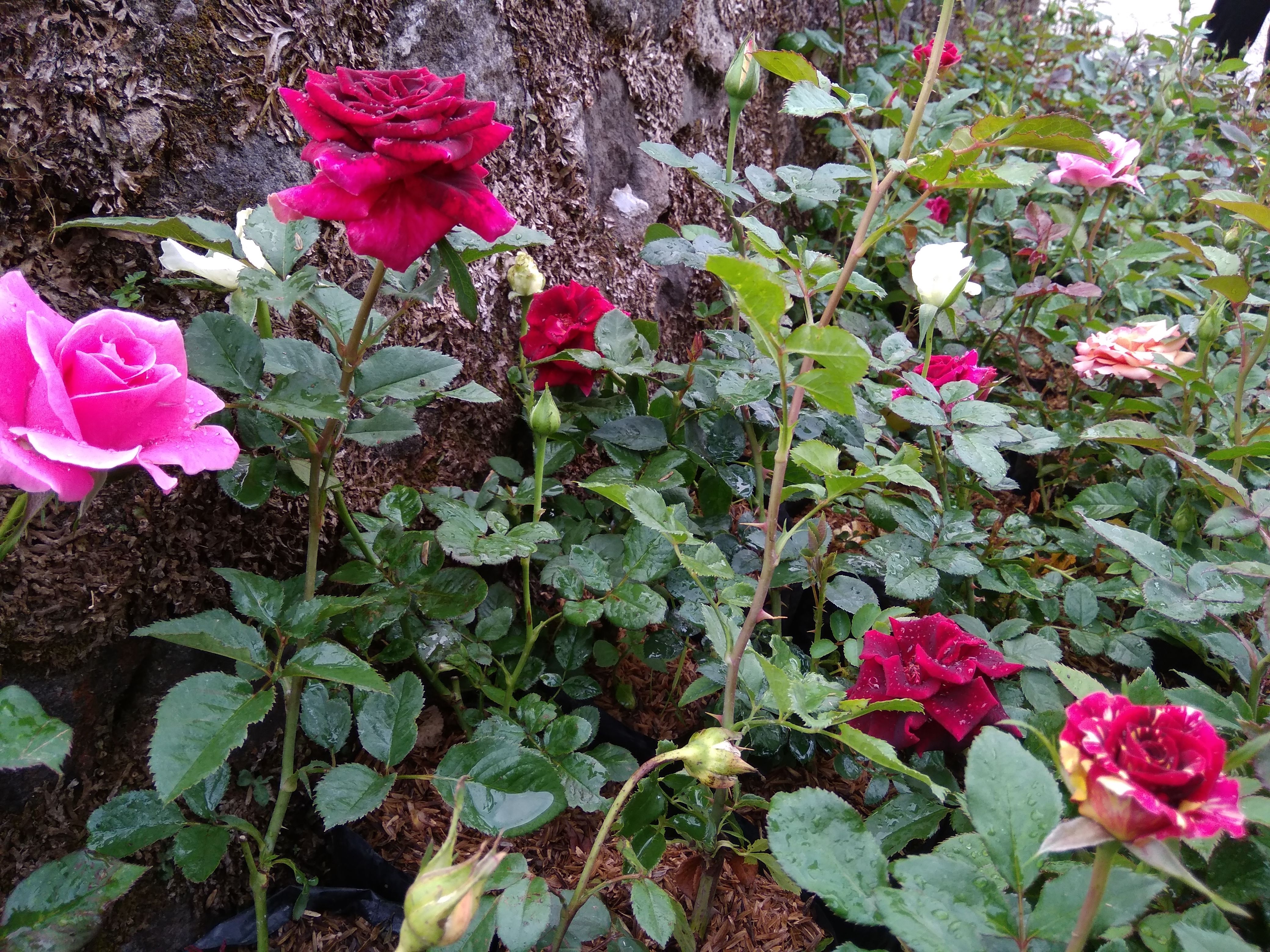 WhatsApp Image 2018-10-17 at 16.33.26