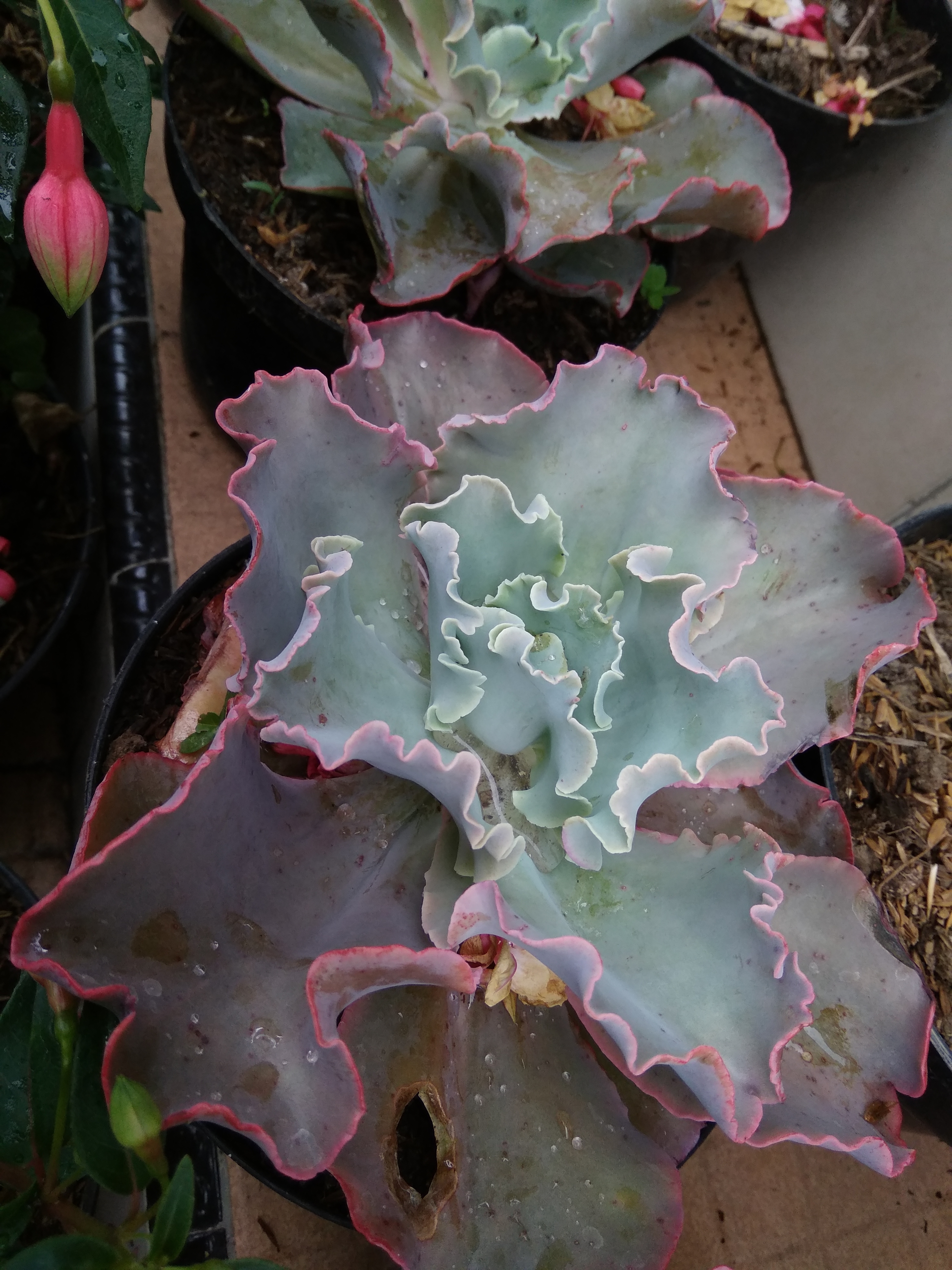 WhatsApp Image 2018-10-17 at 16.37.17.jpeg