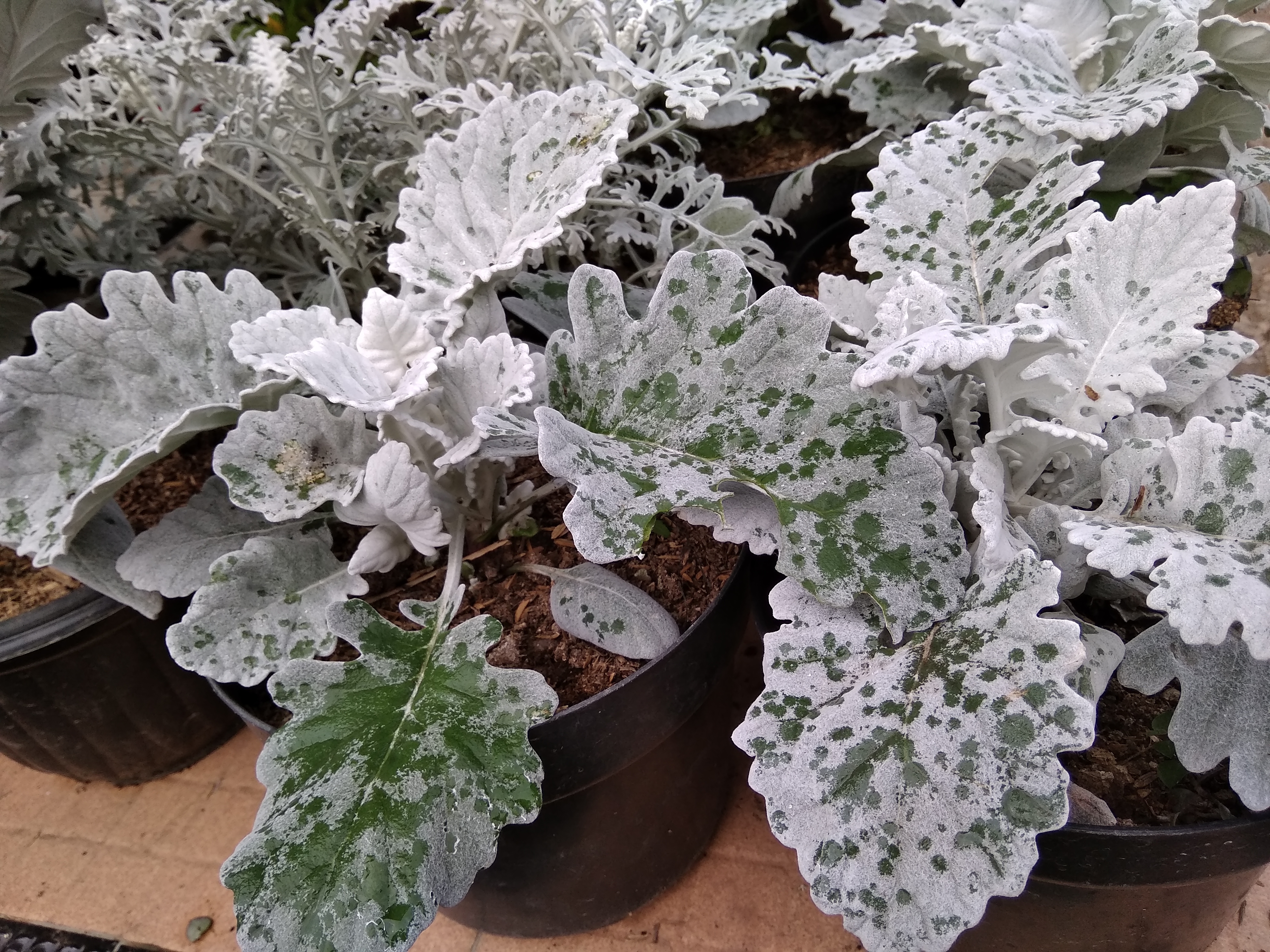 WhatsApp Image 2018-10-17 at 16.37.28