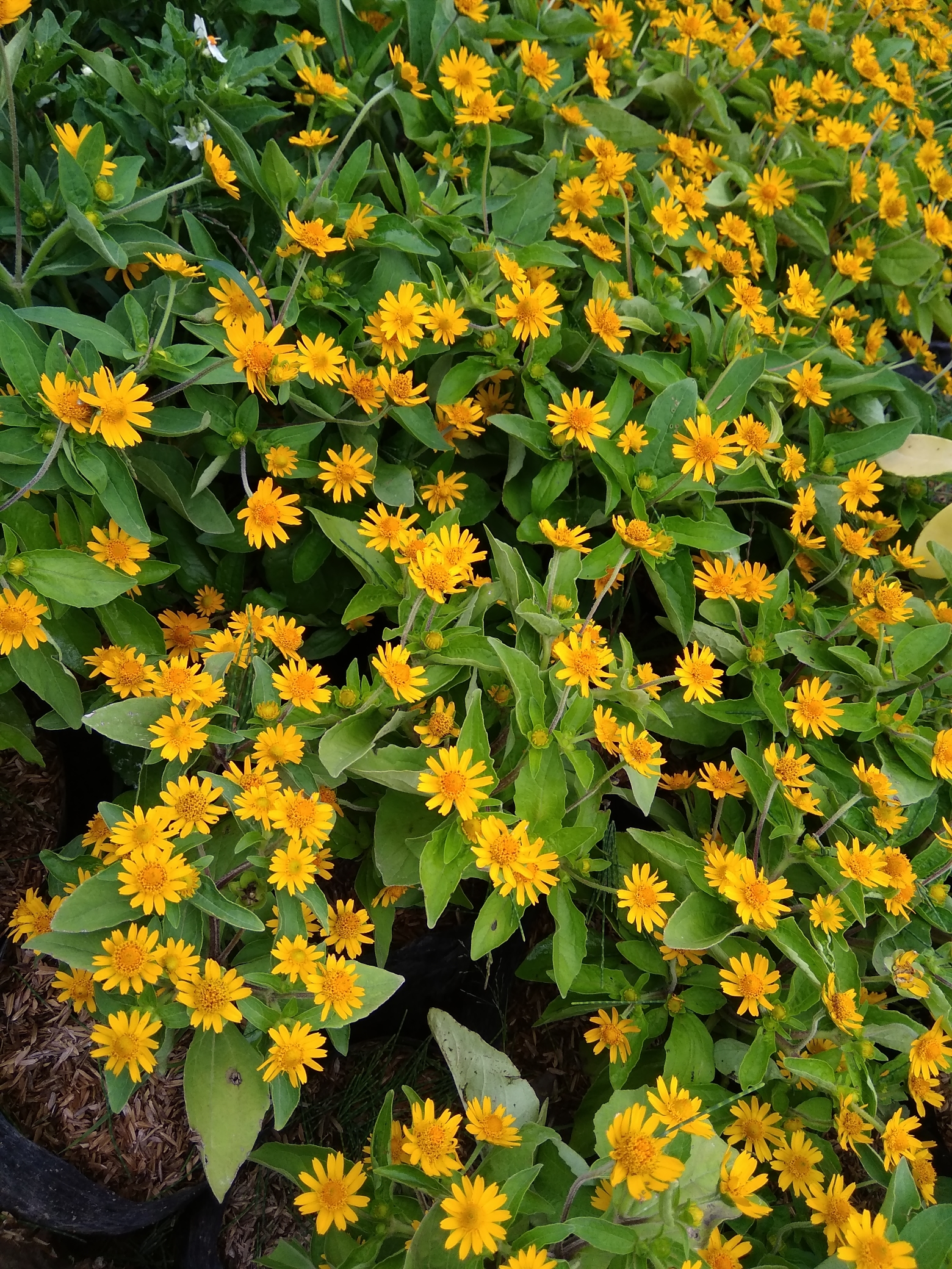 WhatsApp Image 2018-10-17 at 16.40.46.jpeg