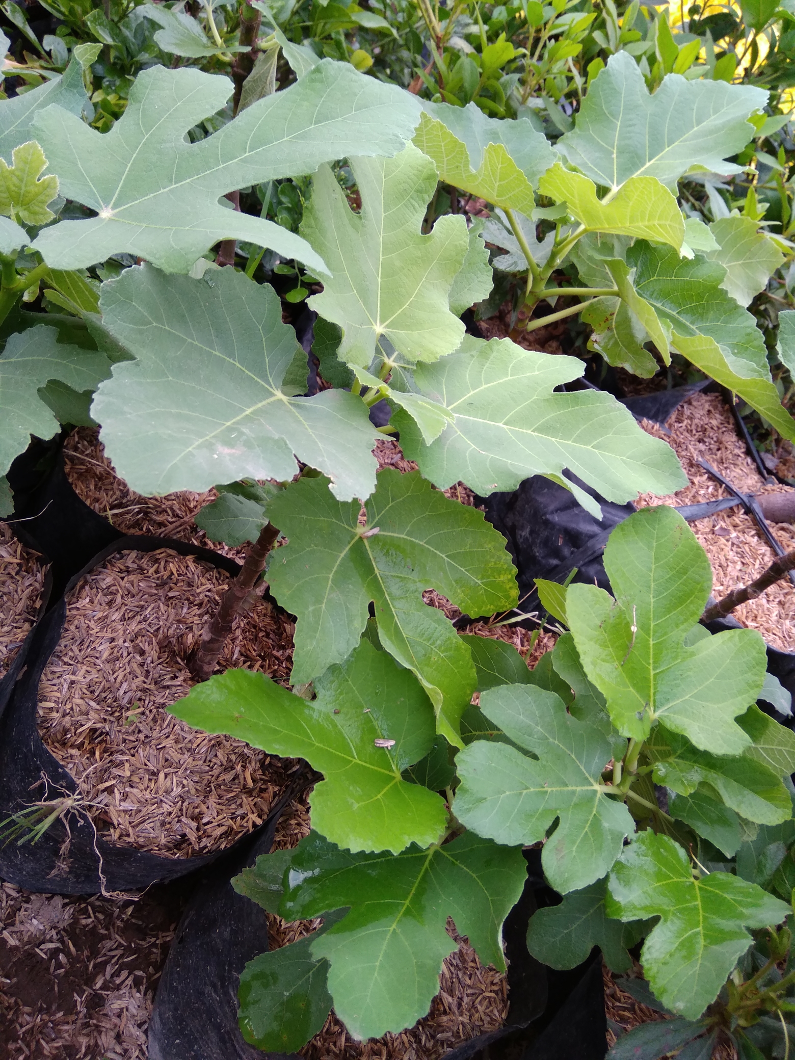 WhatsApp Image 2018-10-17 at 17.10.29.jpeg