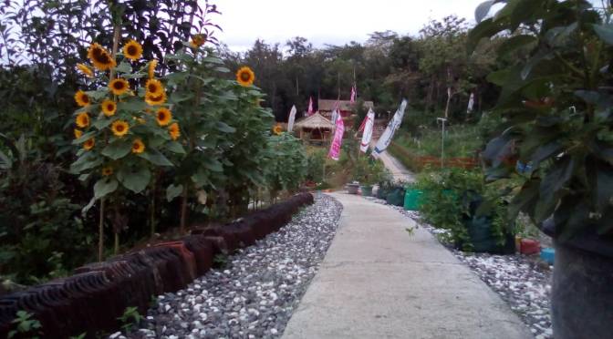 Camp Bell 2 <em>(Kerambil Loro – <strong>mBiloro</strong>)</em> Edupark Desa Tawangsari Teras Semakin Banyak Pengunjung